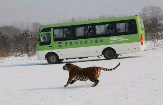 如何在冰城趣玩一冬？来哈尔滨必去的12个美景圣地！