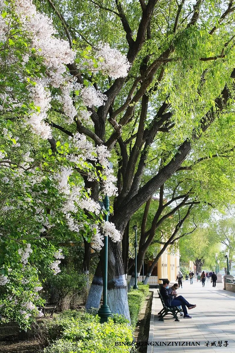 去哈尔滨旅游最应该的地方是哪里？松花江畔的斯大林公园