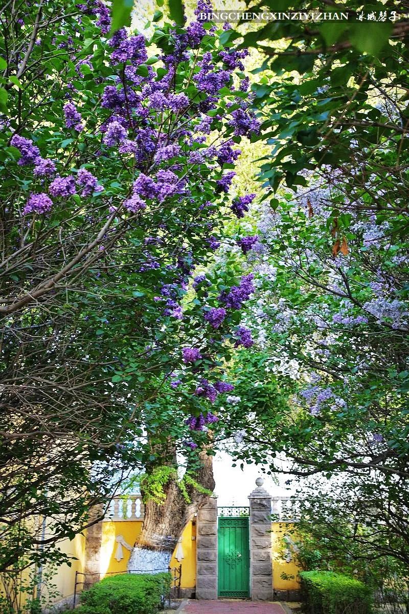 去哈尔滨旅游最应该的地方是哪里？松花江畔的斯大林公园