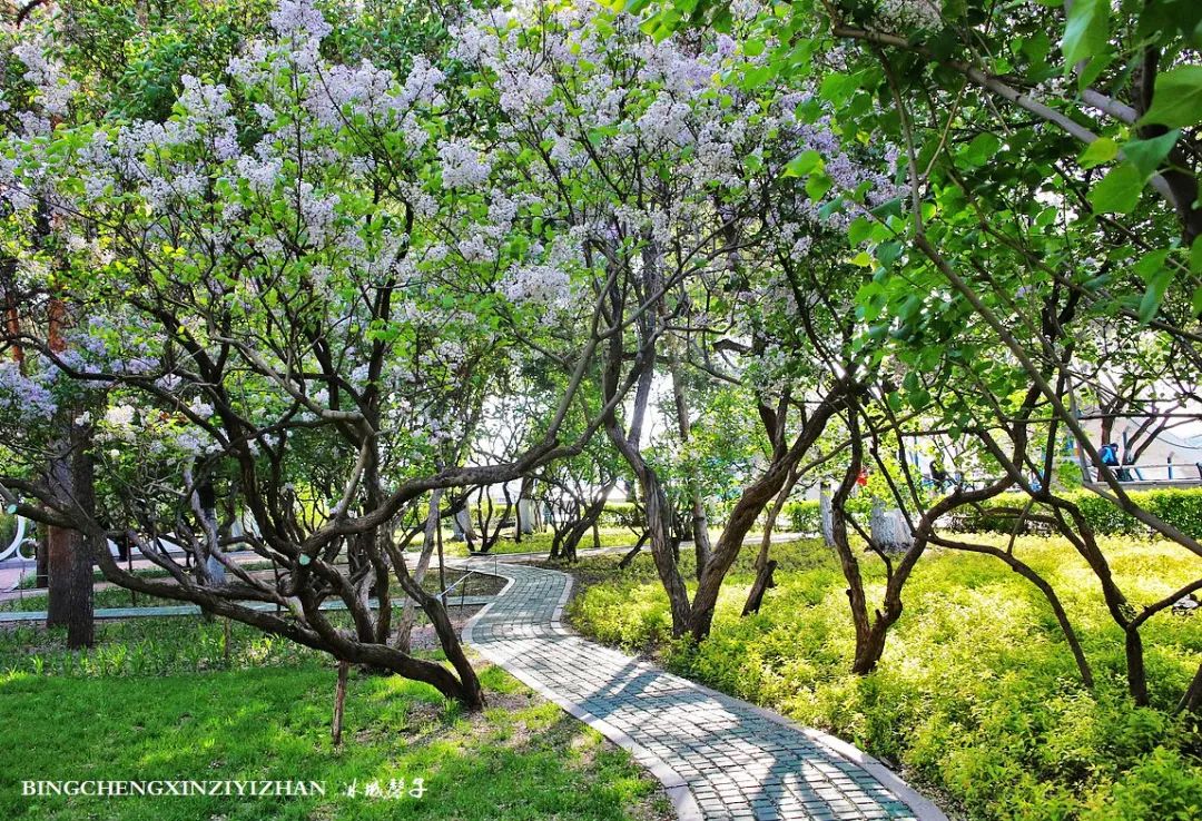 去哈尔滨旅游最应该的地方是哪里？松花江畔的斯大林公园