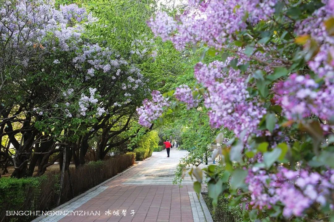 去哈尔滨旅游最应该的地方是哪里？松花江畔的斯大林公园