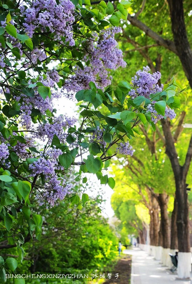 去哈尔滨旅游最应该的地方是哪里？松花江畔的斯大林公园