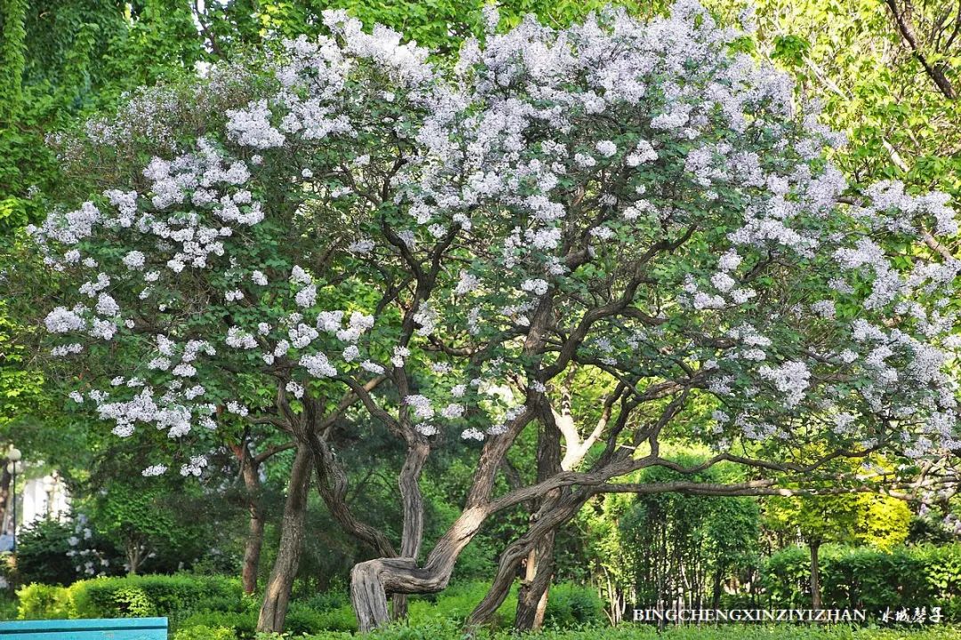 去哈尔滨旅游最应该的地方是哪里？松花江畔的斯大林公园